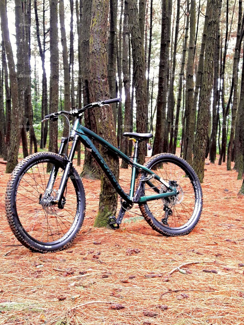 Dartmoor hornet bike, hardtail enduro on pine plantation background