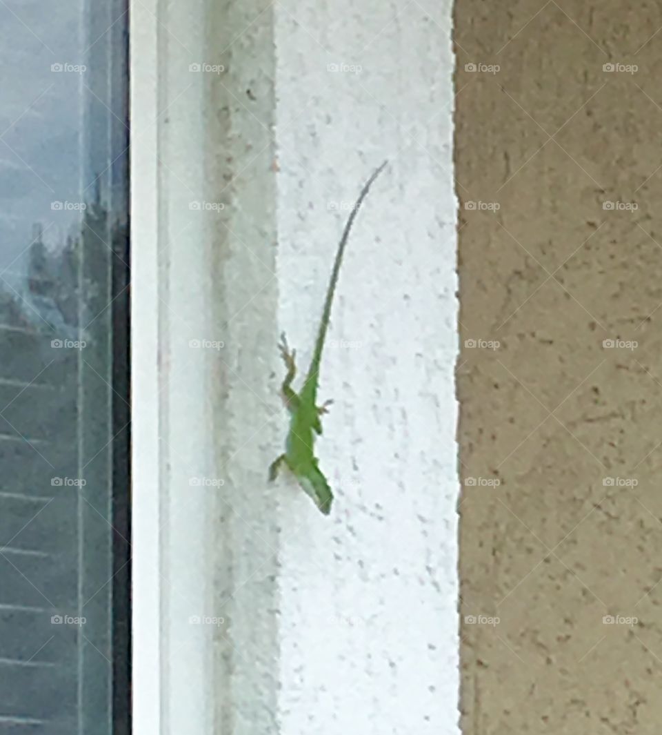 Chameleon in window