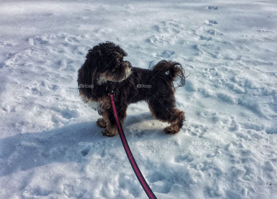 Cute Dog in Snow