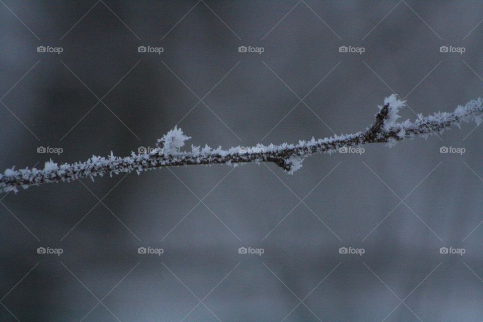 Snow Branch