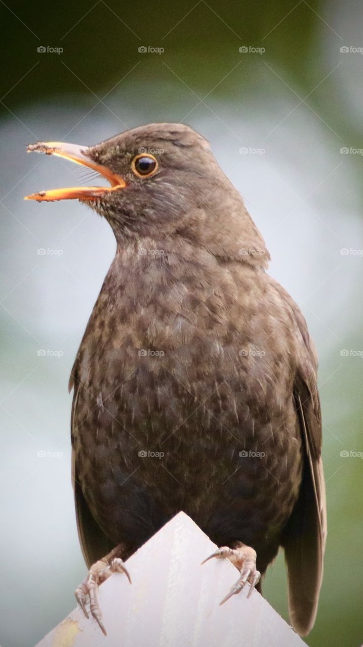 Blackbird 