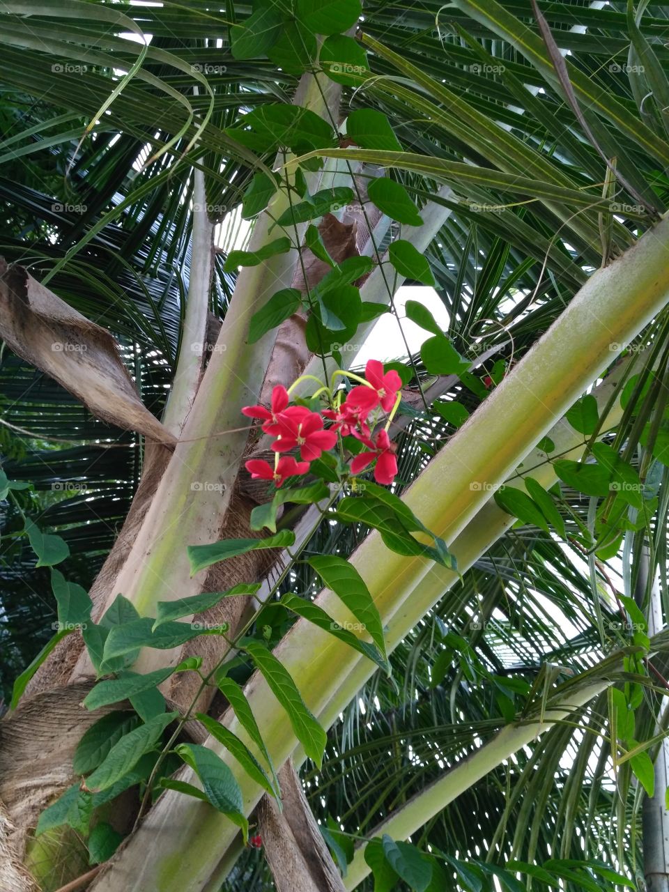 coconut tree with red flower