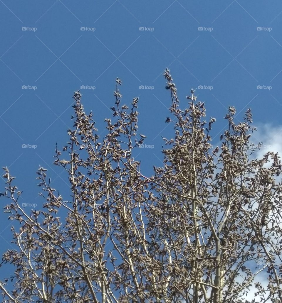 tree blue sky background spring time