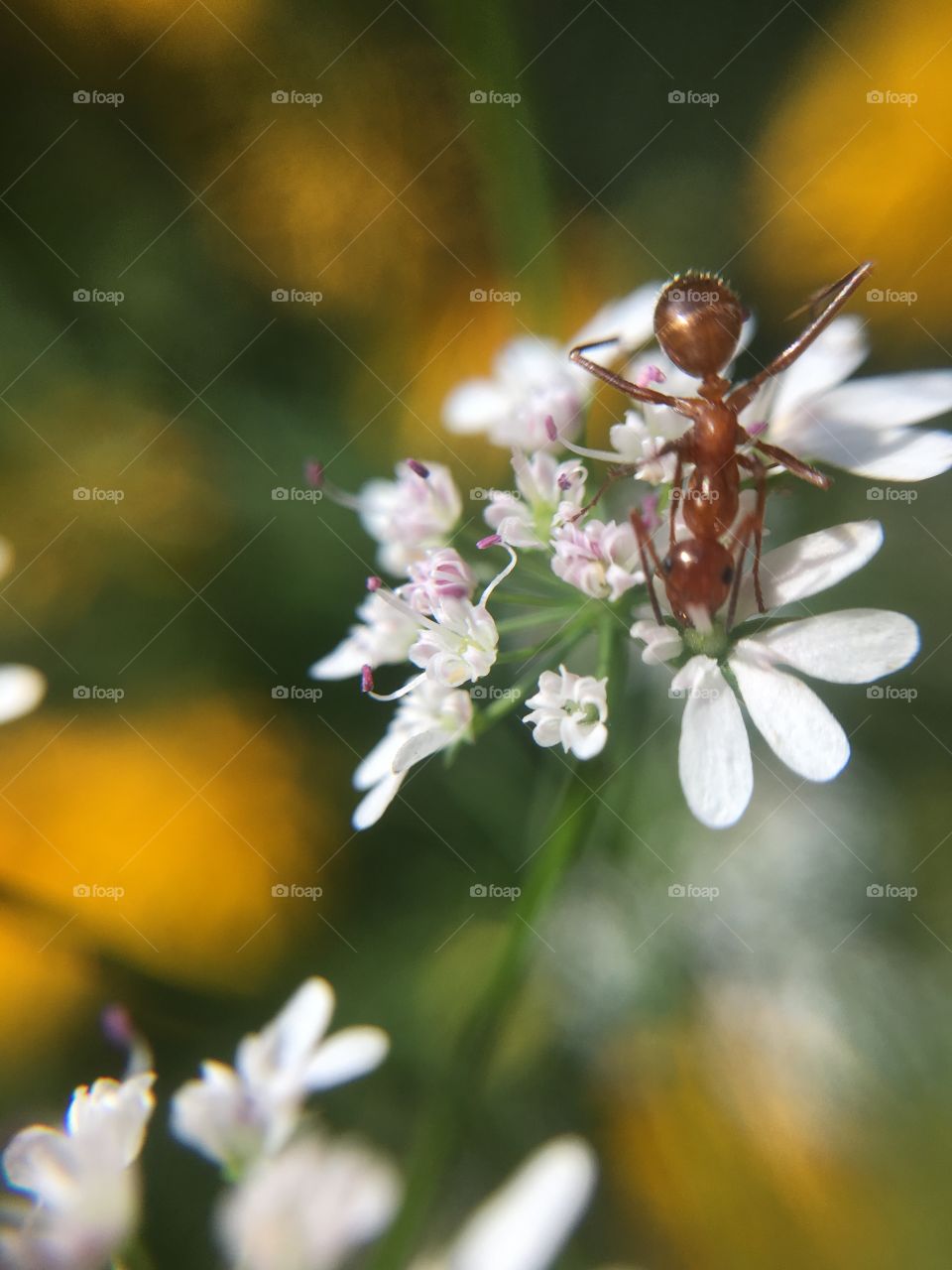 Ant on cilantro 