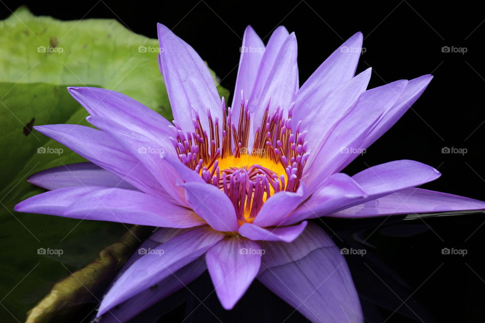 | purple lotus |