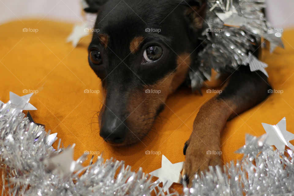 Christmas pinscher