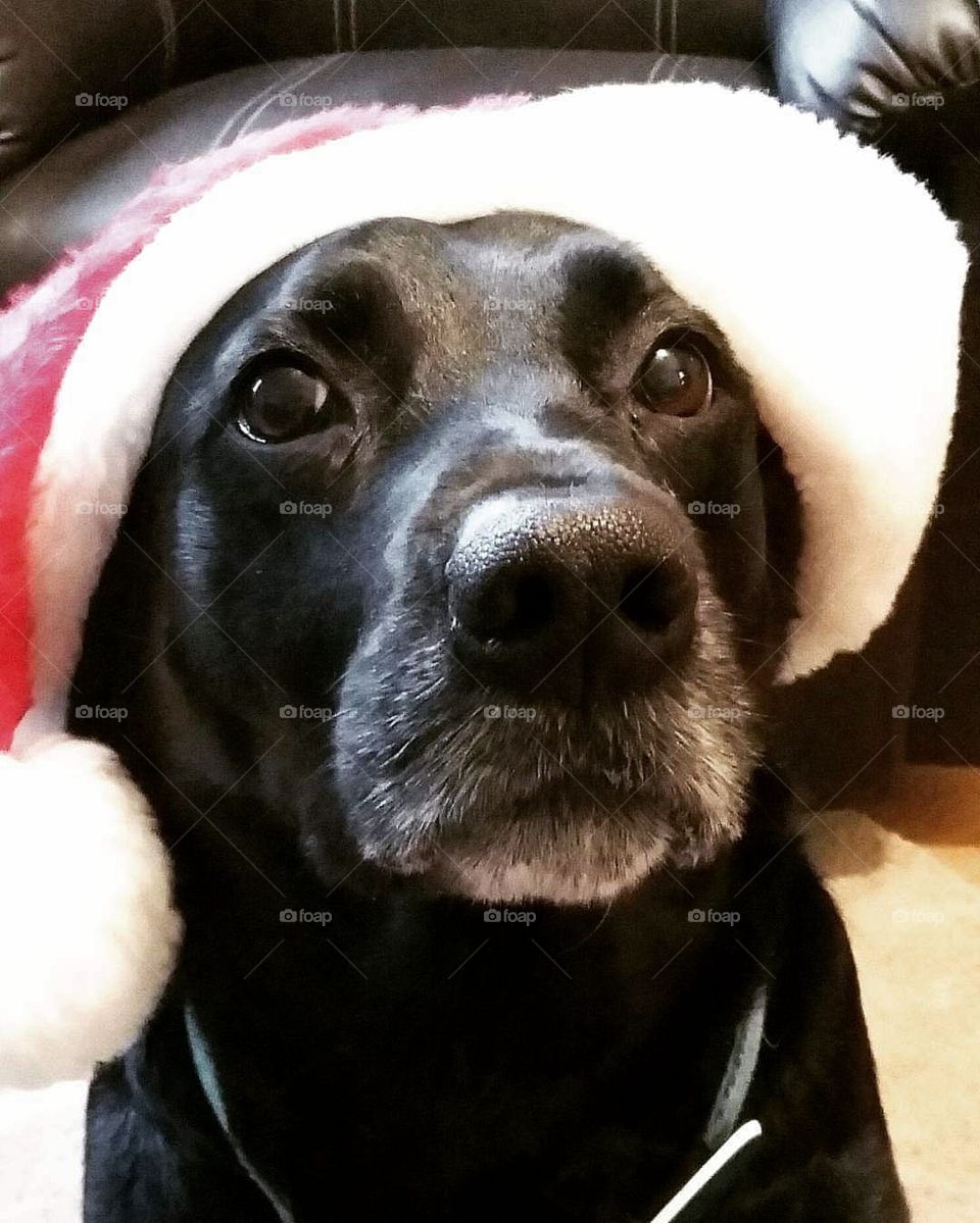 Indie Claus - Celebrating Holiday with Pets