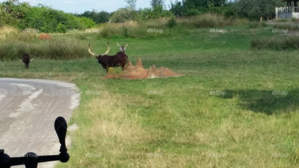 Mammal, Grass, Field, Hayfield, Farm