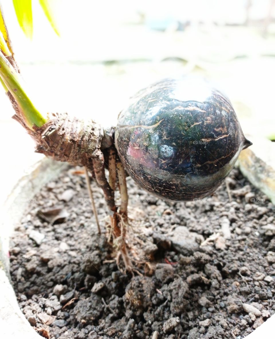 Coughing the mini coconut sprouts ...Sorry, if the photos are not that good, because I am just learning ... please guide ... to the photos masters ...