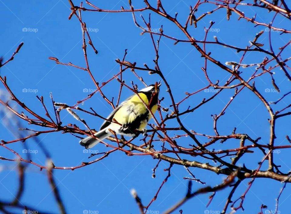 Great tit in a tree