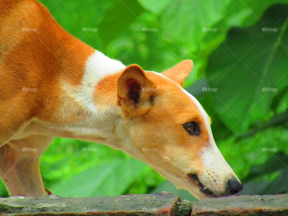 cute street dog in india with beautiful green background