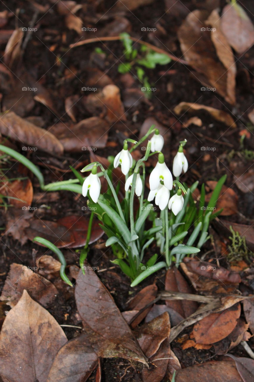 Close-up of white flower blooming on plant