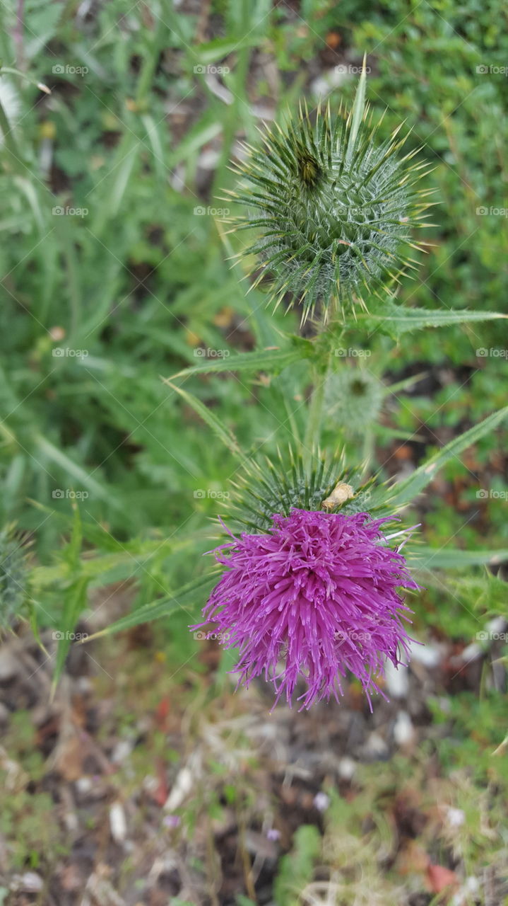 thistle