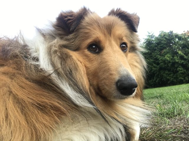 Shelty