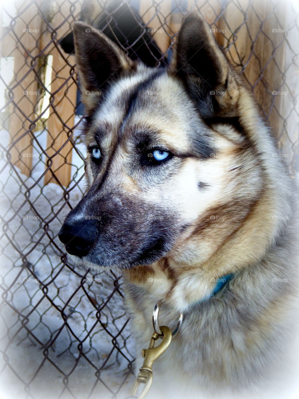 beautifull bleu eyes