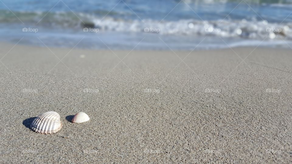 shells on sand