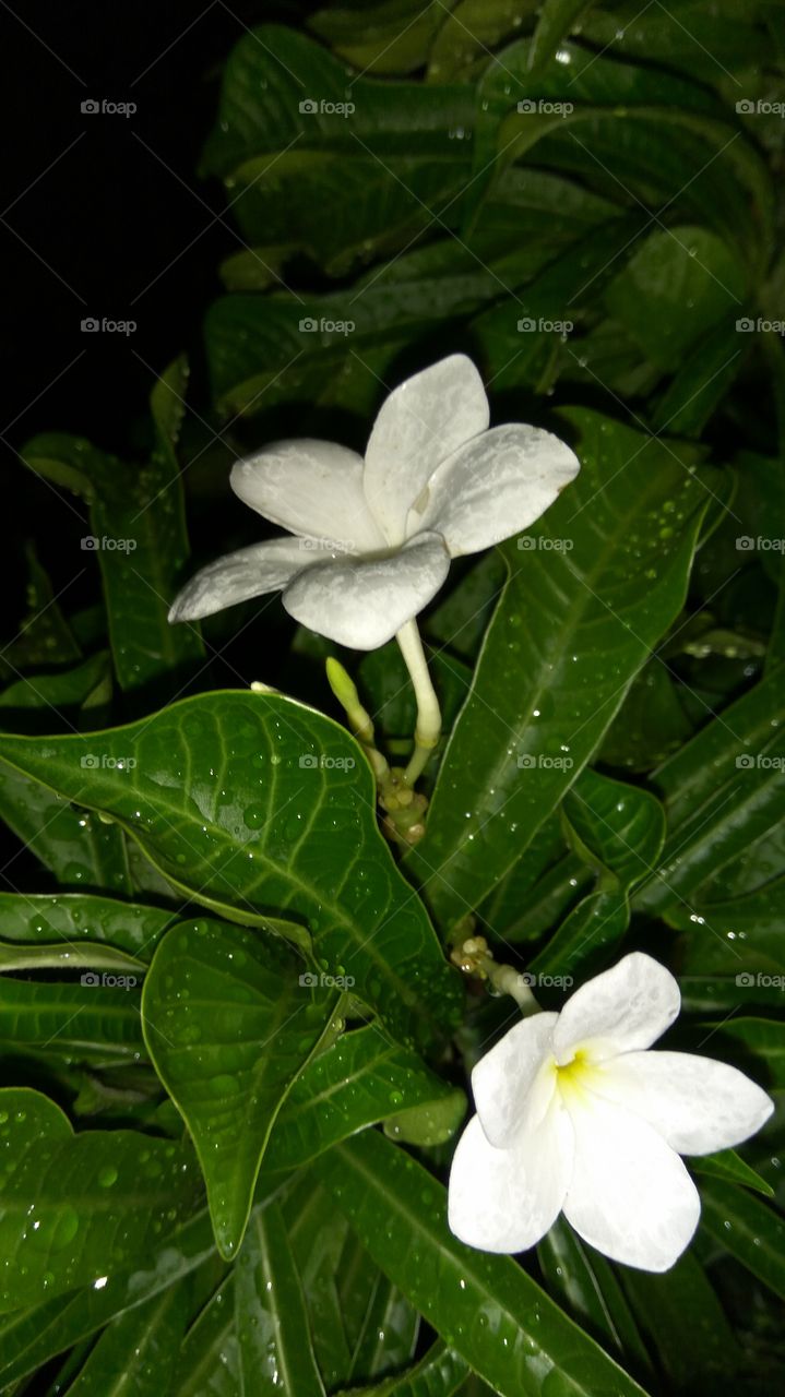 white colourful flower with rain drops