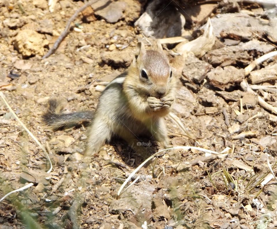 Chipmunk 