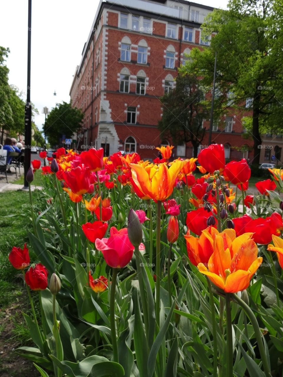 tulips stockholm
