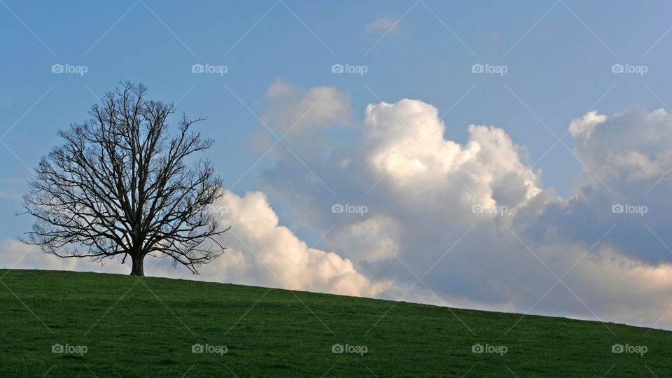 Field tree sky