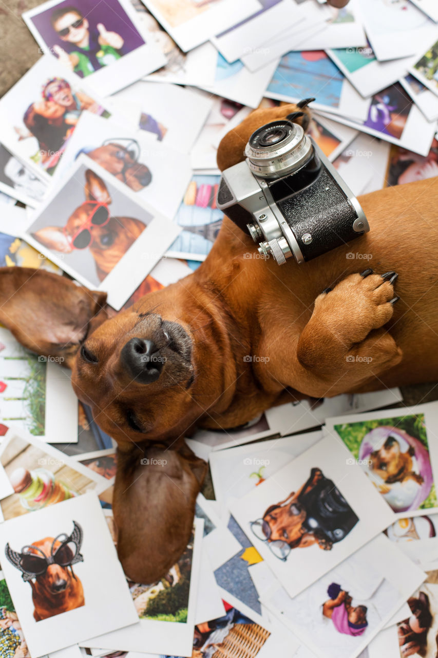 a beautiful red-haired dachshund, lying on its back, dangling, resting, getting high, a camera in its paws, a dog lying in the photographs.  young photographer