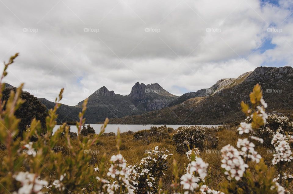 Flowers on a hillside at Cradle Mountain in Tasmania