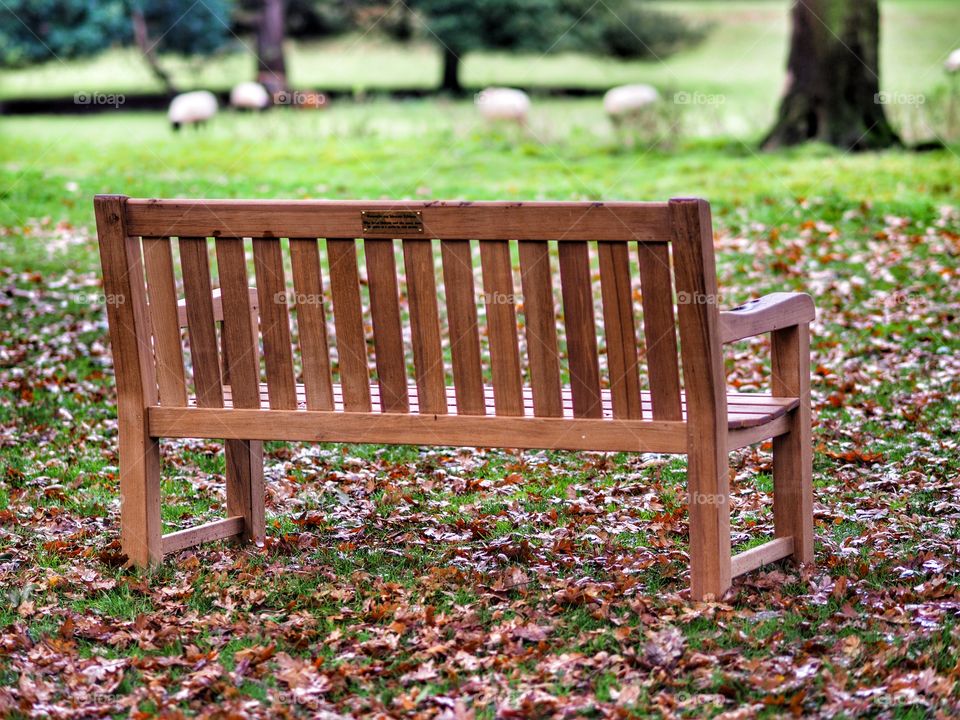 Bench. Garden 