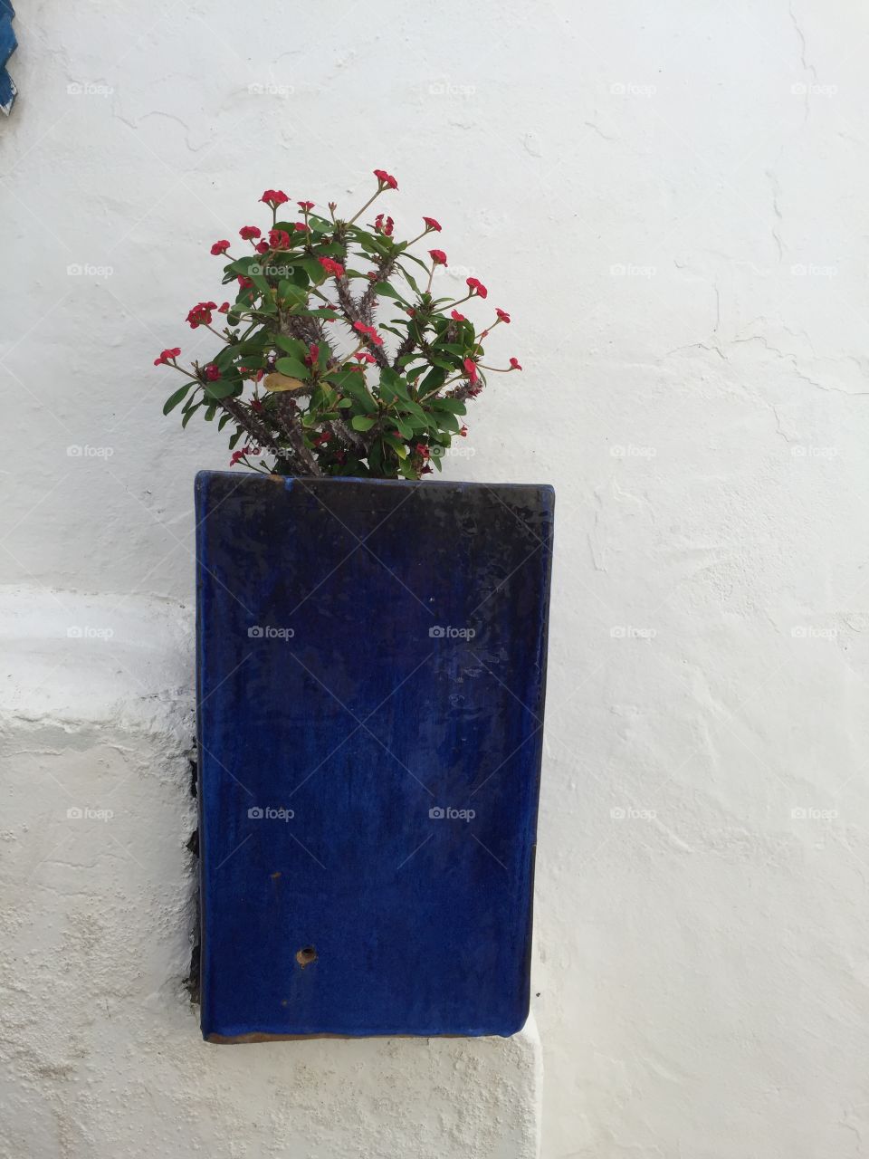Flor 🌺 en Islas Canarias 🇮🇨 Puerto del Carmen 