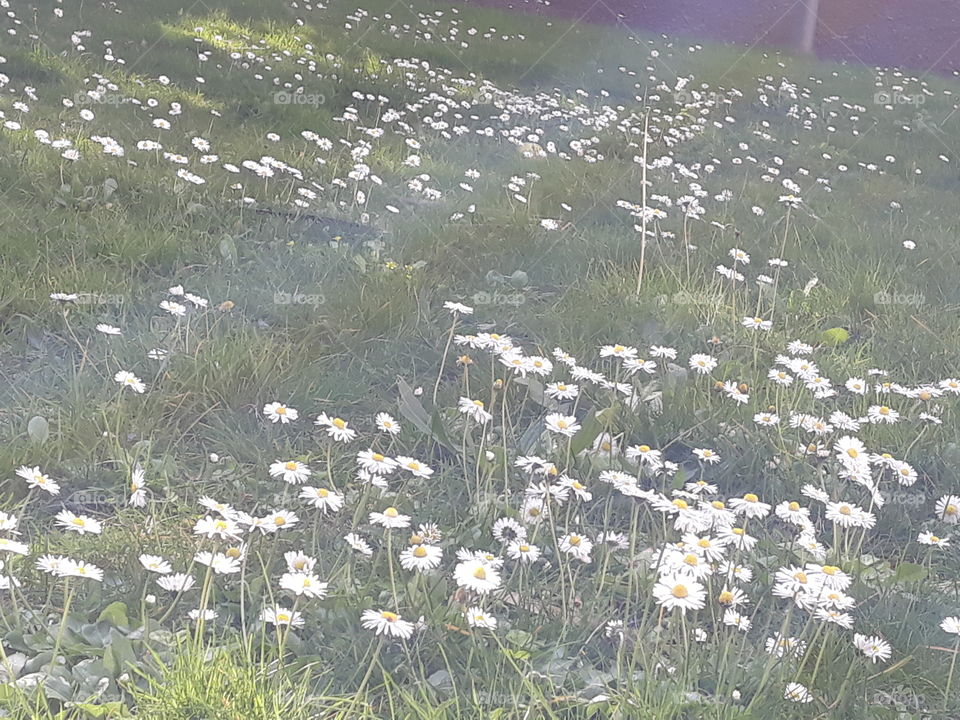 Renascer da Primavera