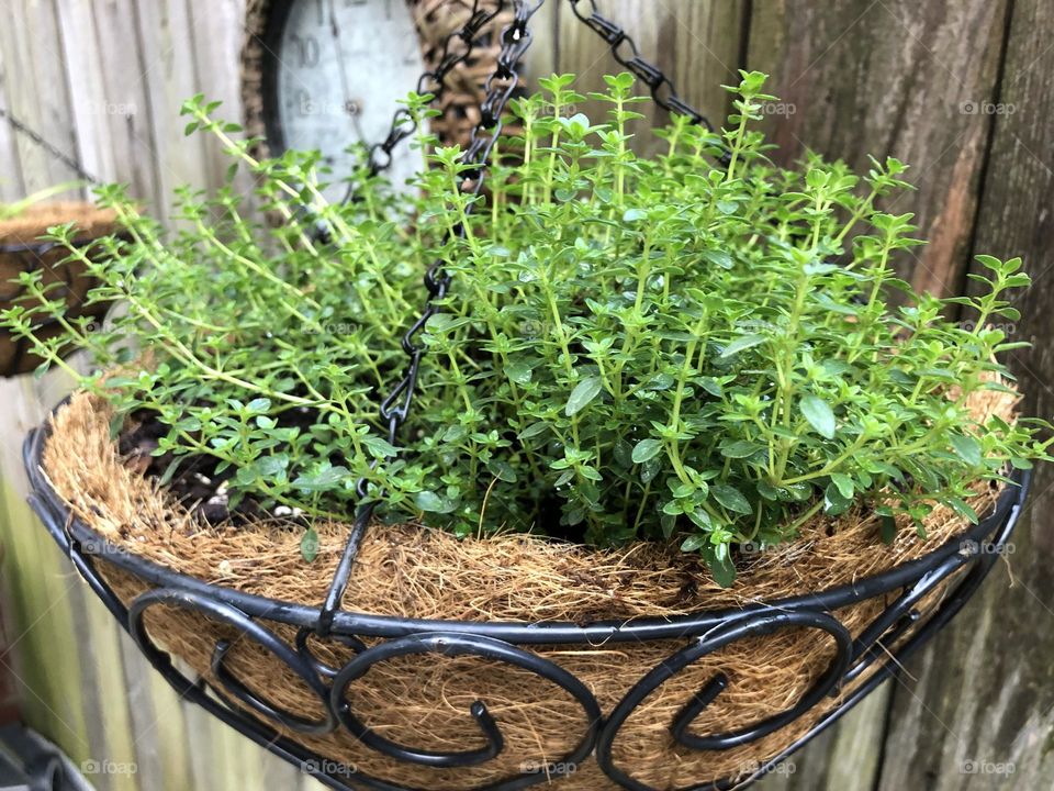 Plenty of thyme