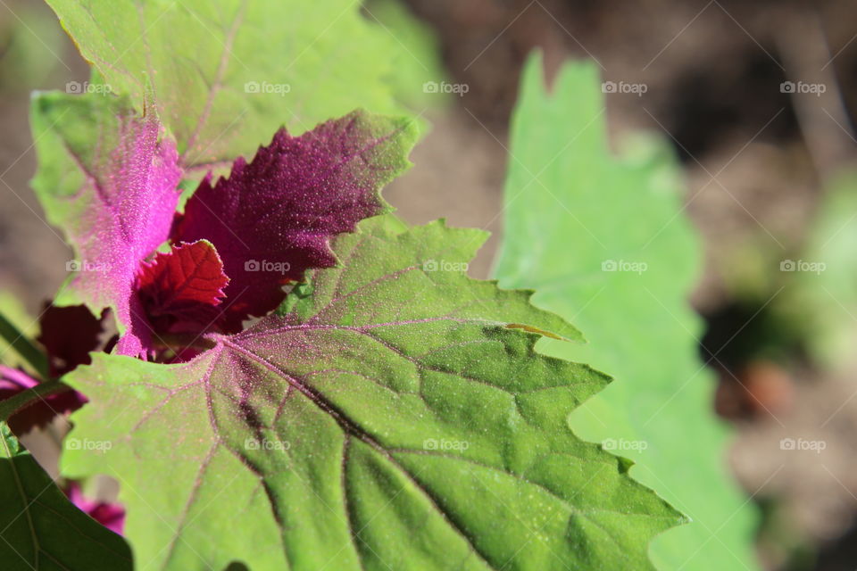 glitter dust on leaves