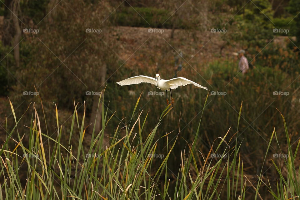 Egret flying over lake 