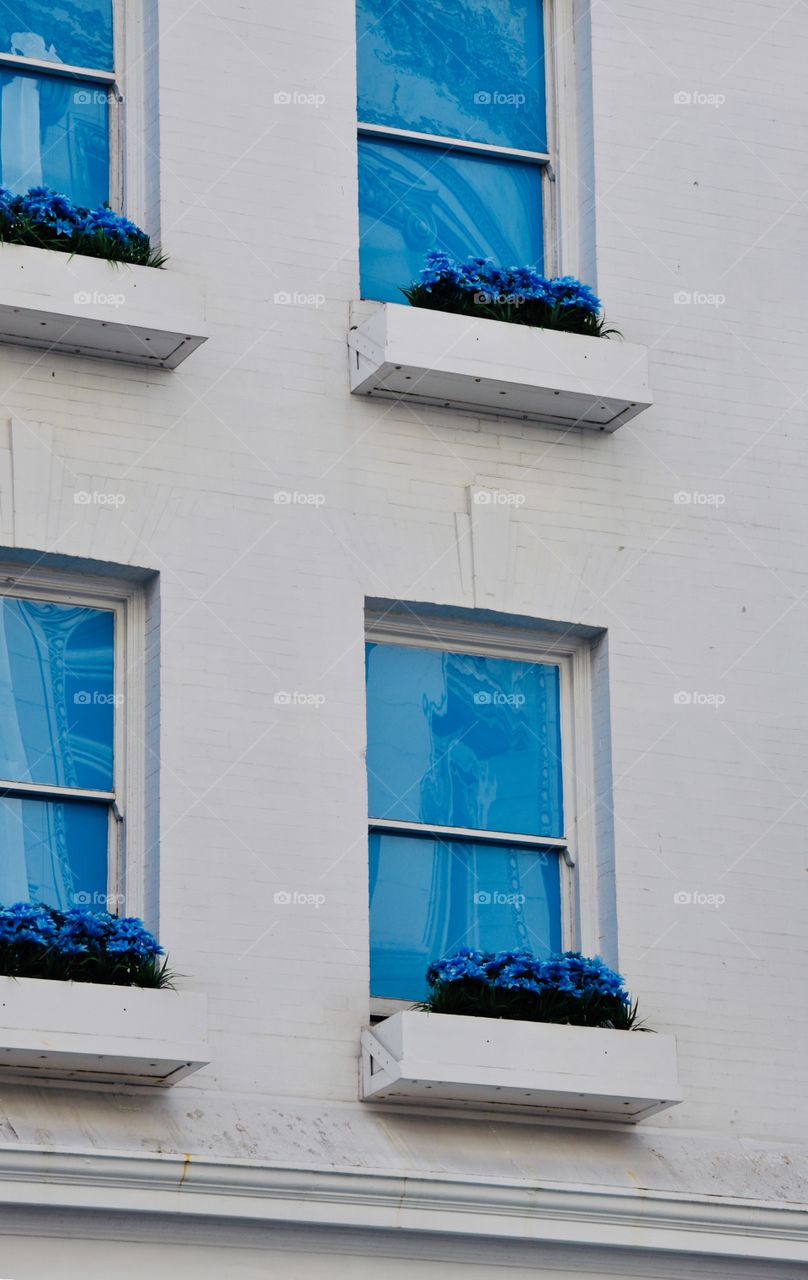 Vibrant bright blue windows with reflections and blue blooming flowers on a background of white painted brick building 