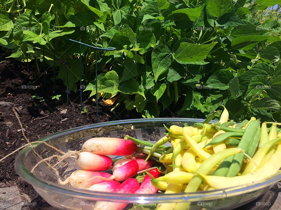 Vegetable garden