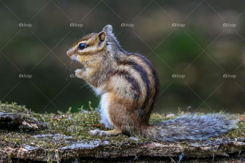 cute little chipmunk portrait