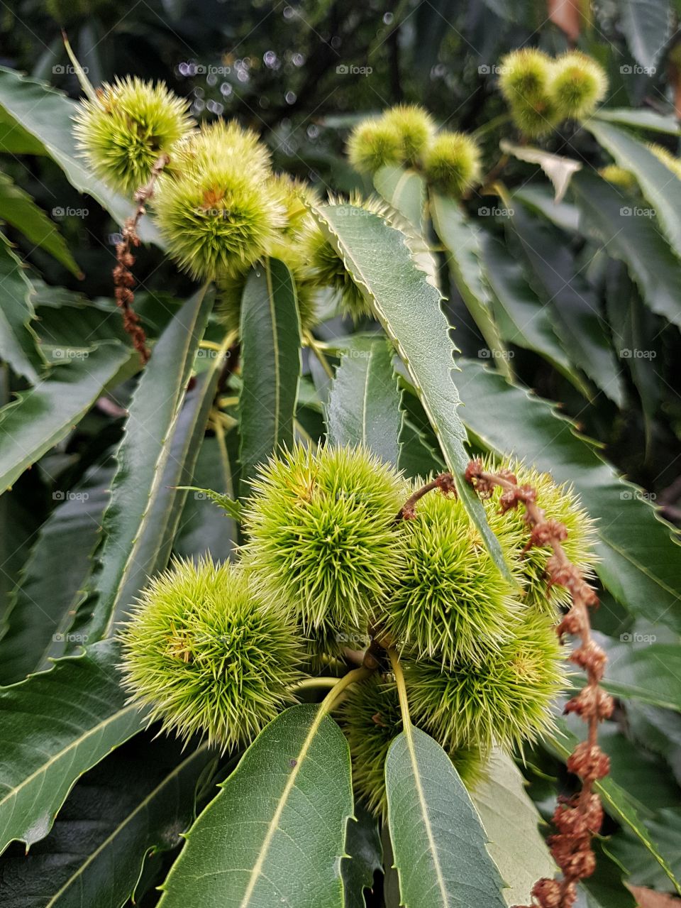 Sweet chestnut