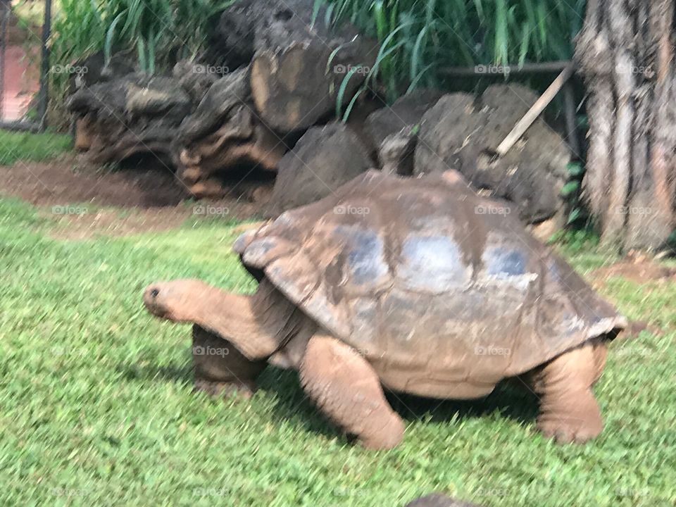 Giant tortoise 