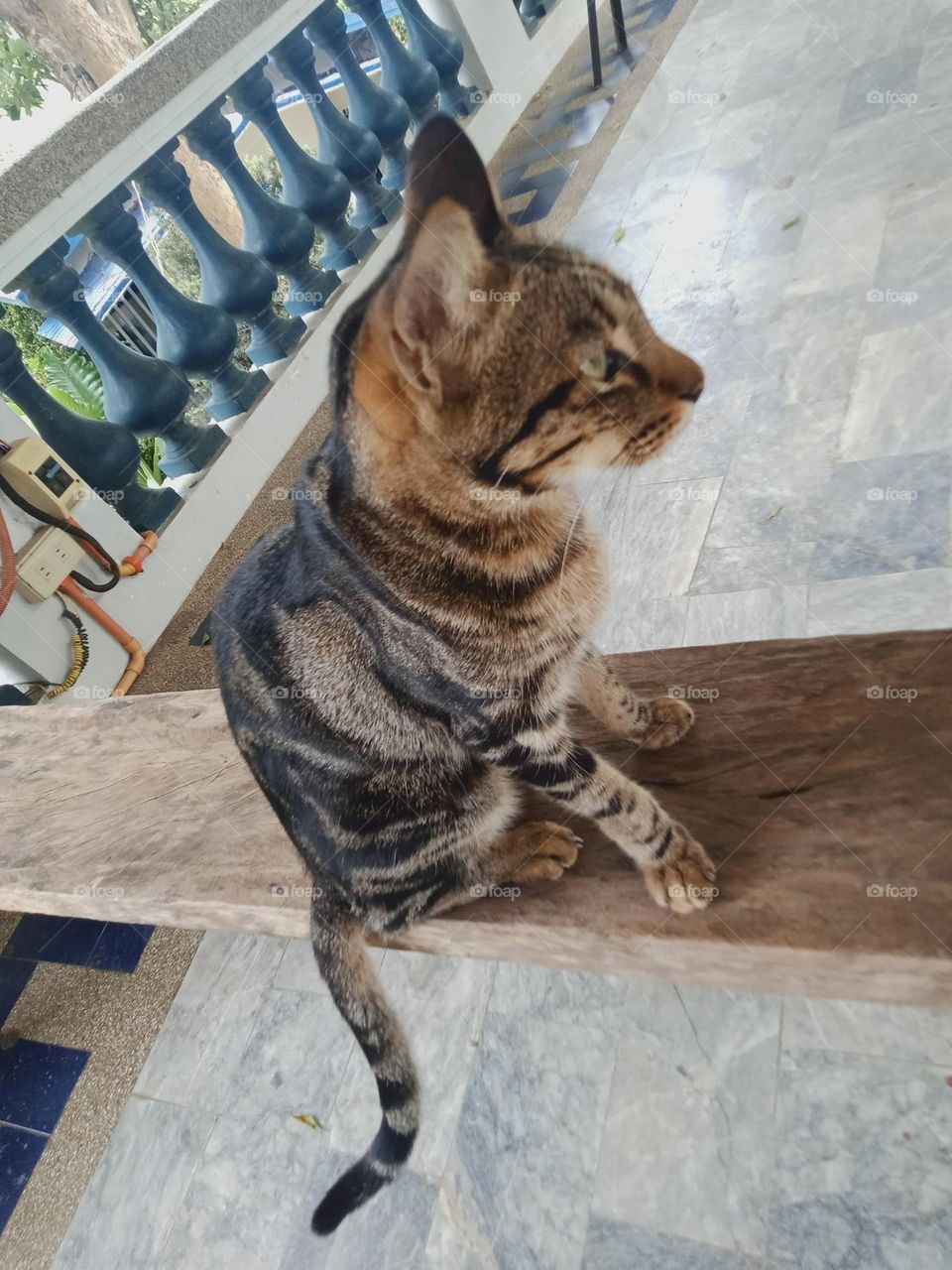 Tabby is any domestic cat with a distinctive 'M'-shaped marking on its forehead; stripes by its eyes and across its cheeks, along its back, and around its legs and tail; and, characteristic striped, dotted, lined, flecked, banded, or swirled patterns