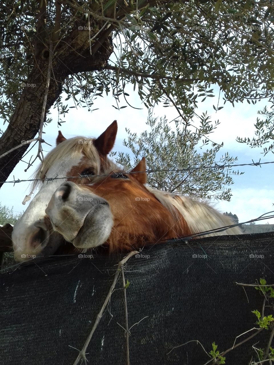 tender cute horses
