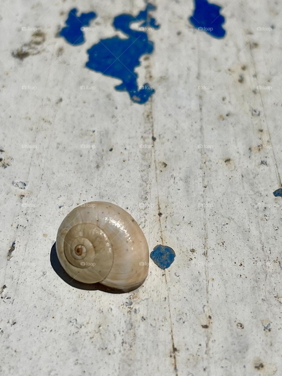 Close up of cream color snail shell on scratched white and blue surface 