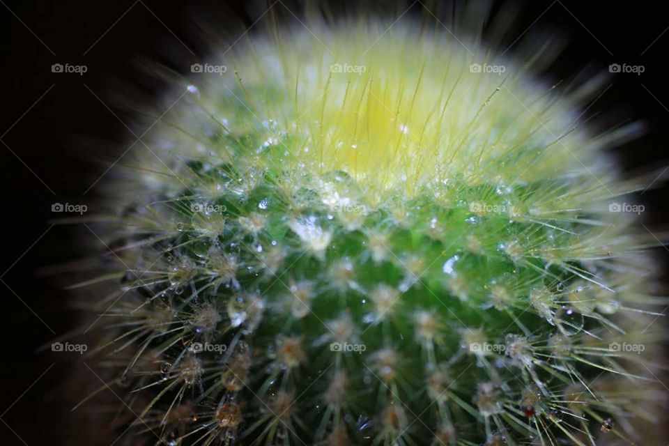 cactus