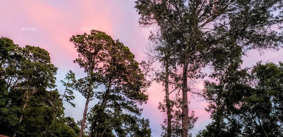 Sunset behind the trees