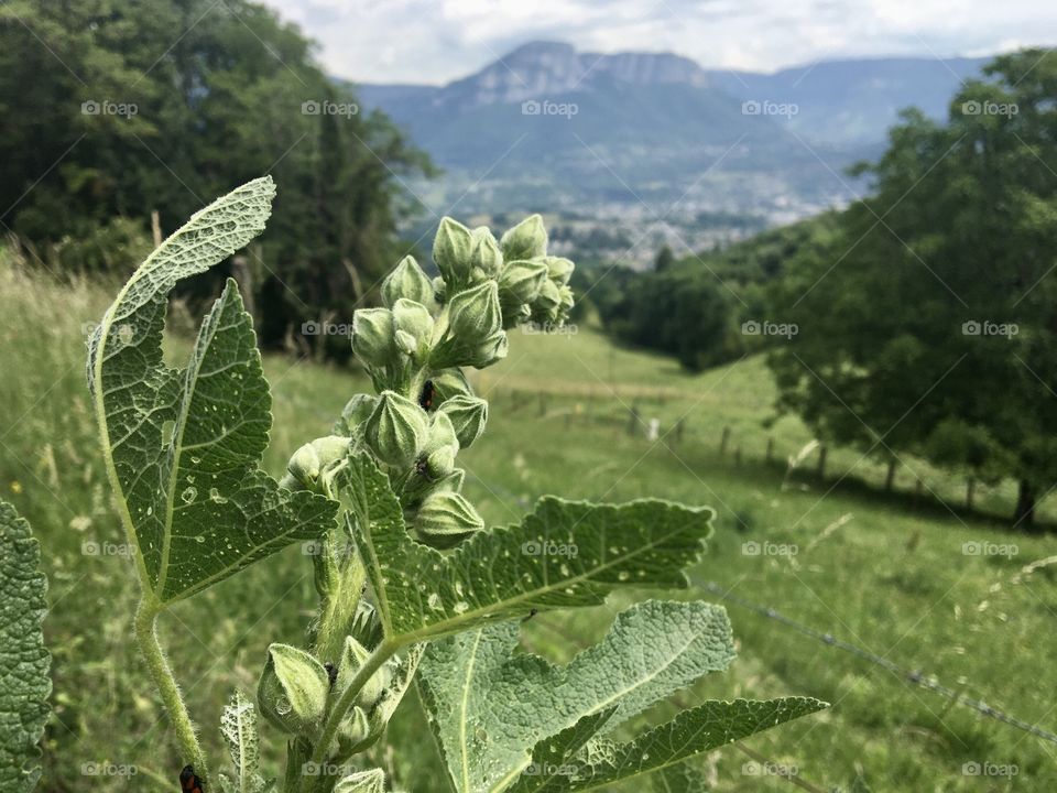 Hollyhock bud growing
