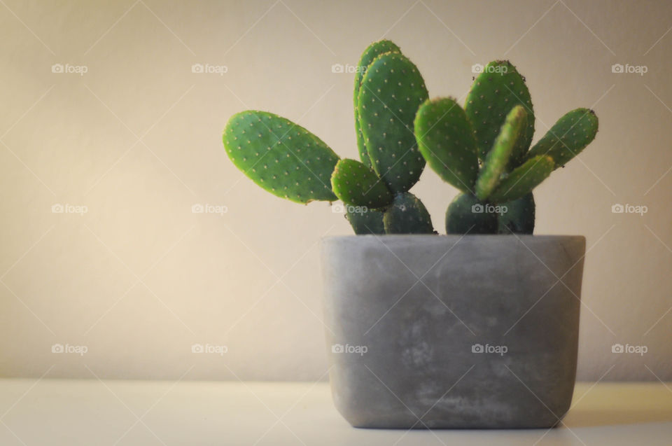 Castus plant against wall