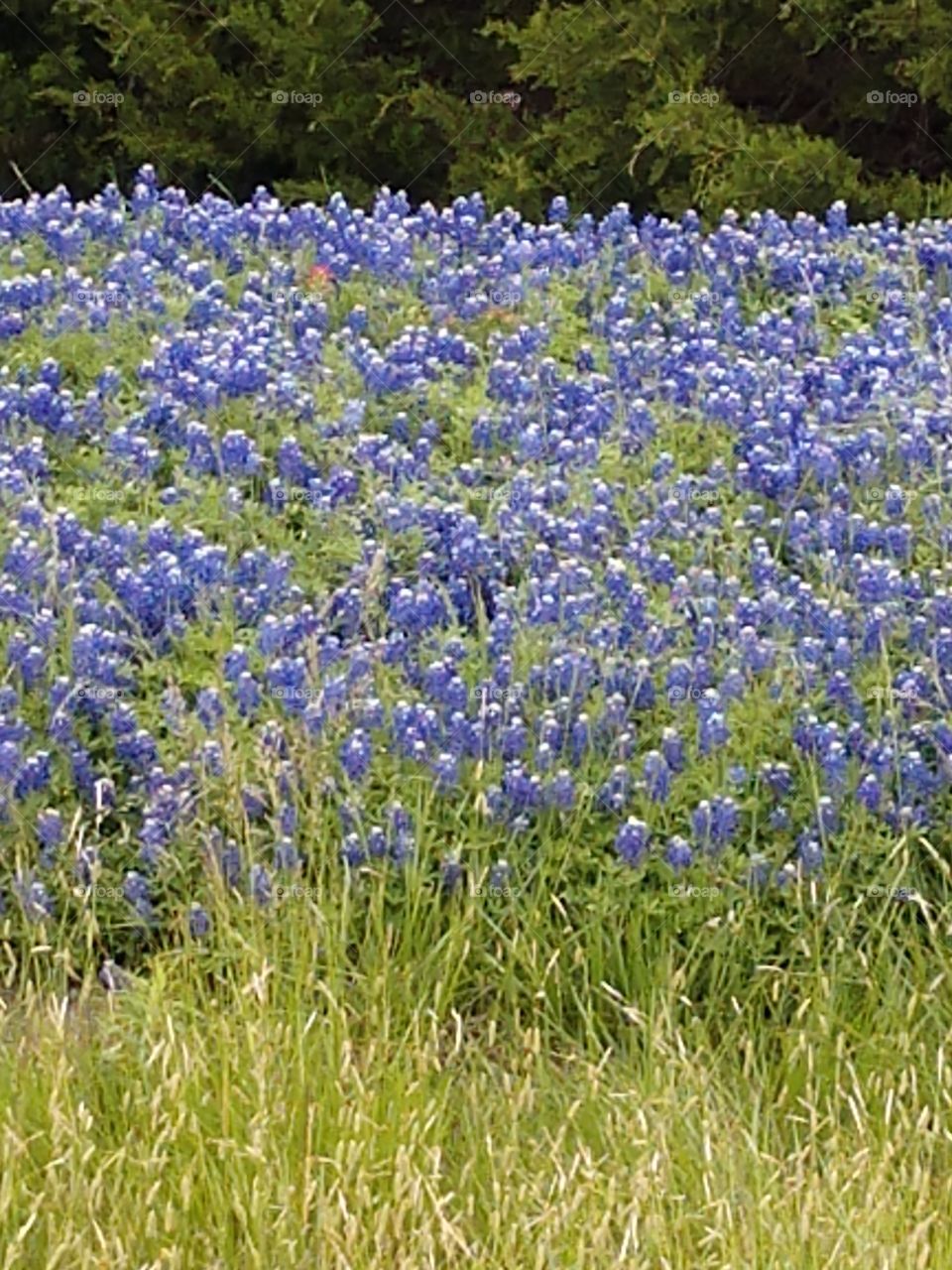 blue bonnets of Texas