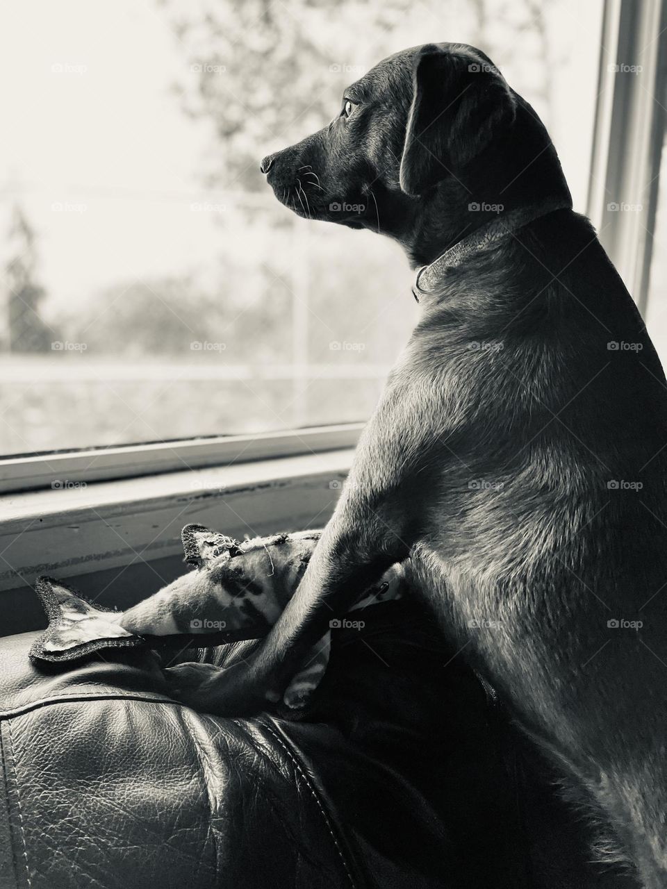 “Come play.”  Sadie looks out the window with her toy, waiting for someone to come play with her.