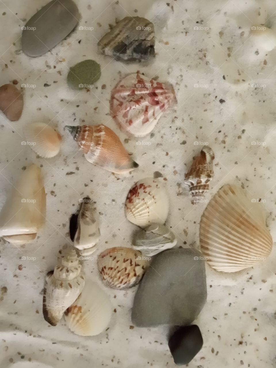 sea shells