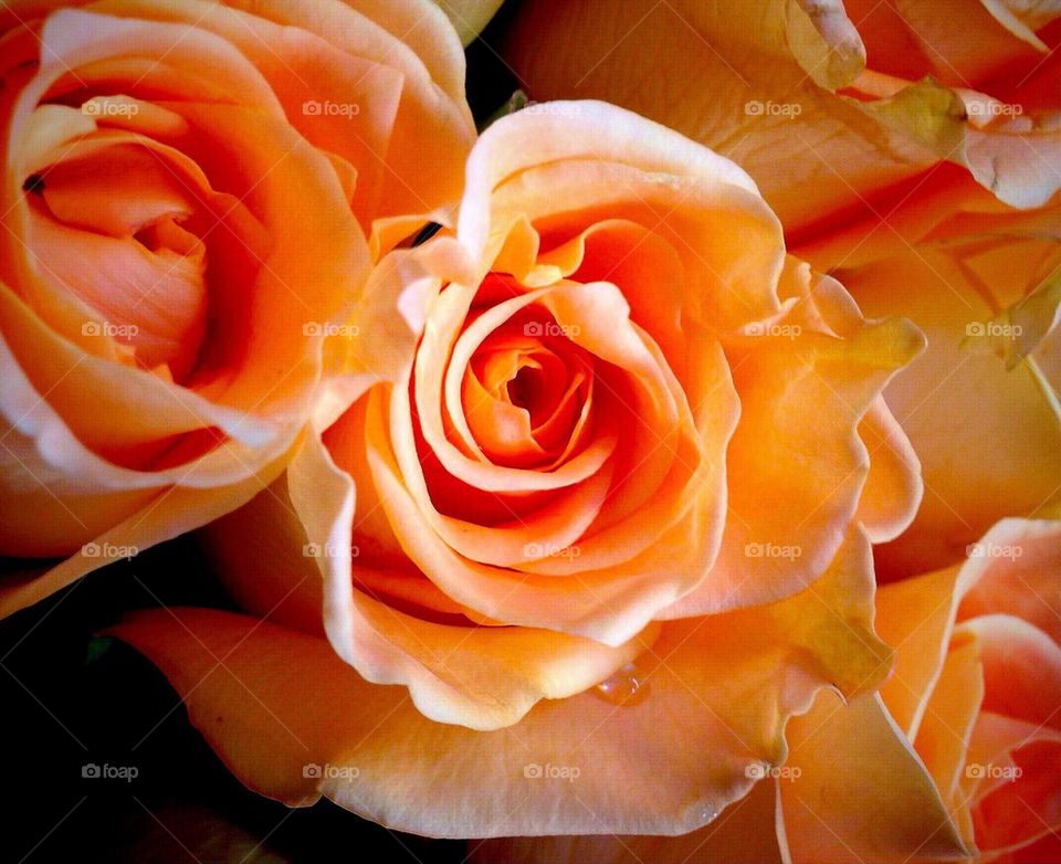 Peach roses