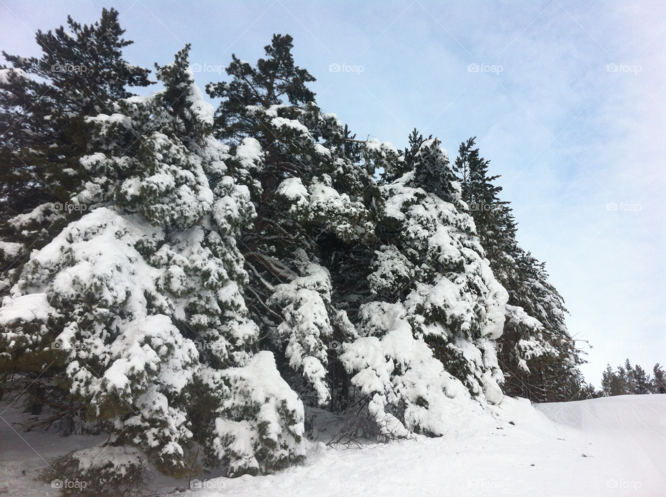 snow winter trees ski by jacksolovey