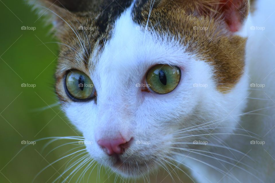 Closeup portrait a Cat